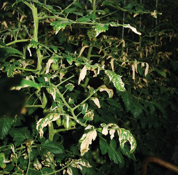 a close up of a plant